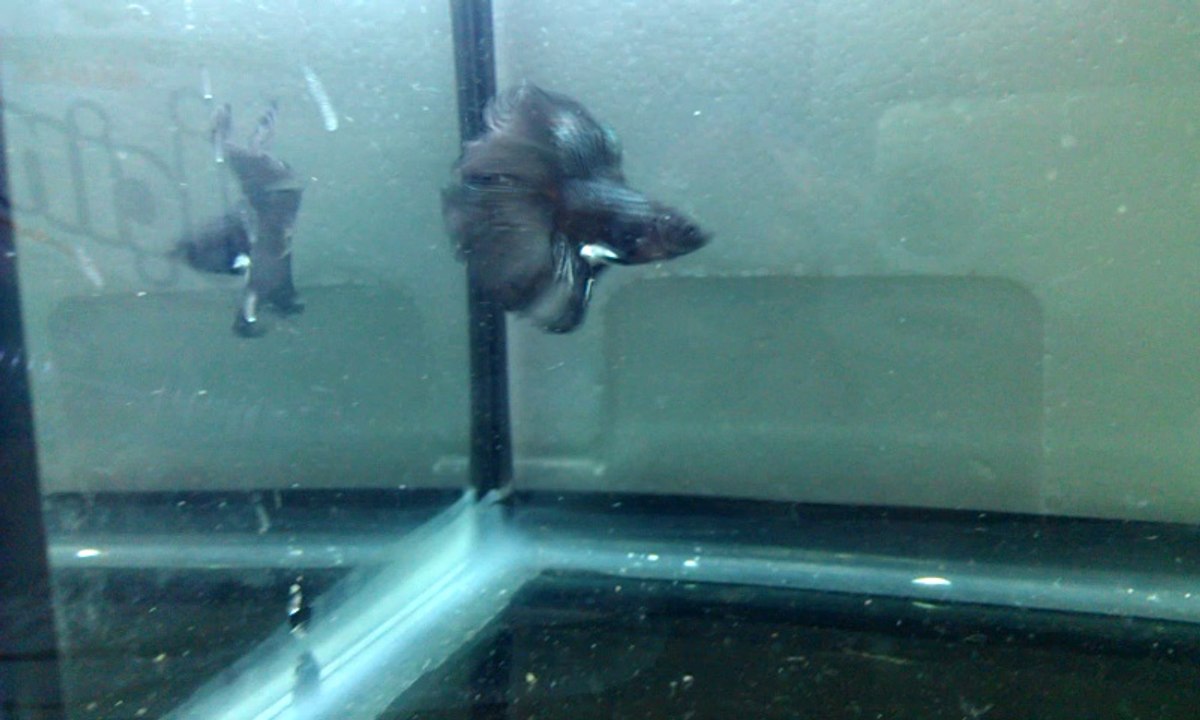 BETTA 4.1