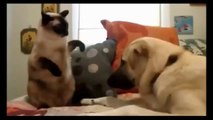 Funny Cats And Dogs - Cute Dogs and Cats Video