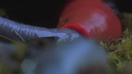 Une sangsue aspire un ver de terre comme un spaghetti