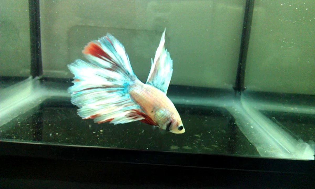 betta 5