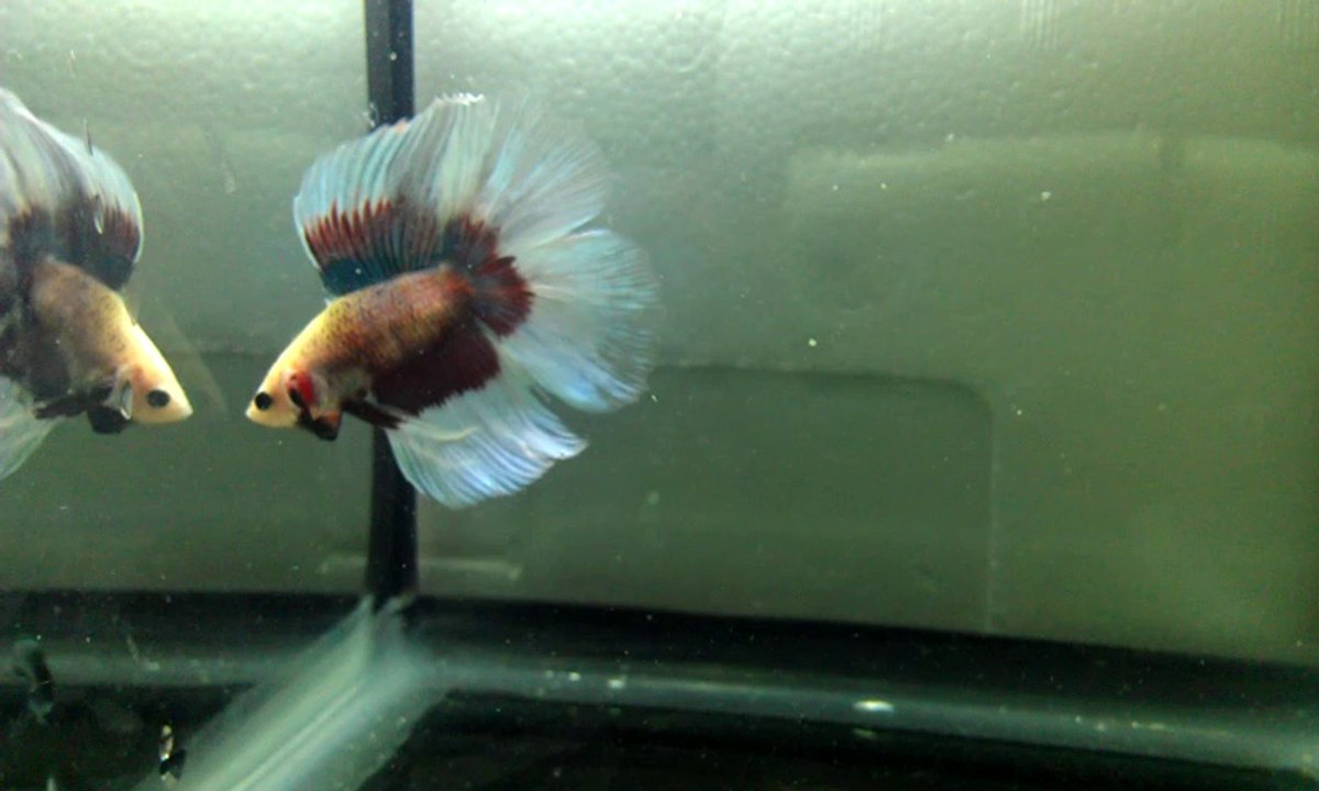 betta 6