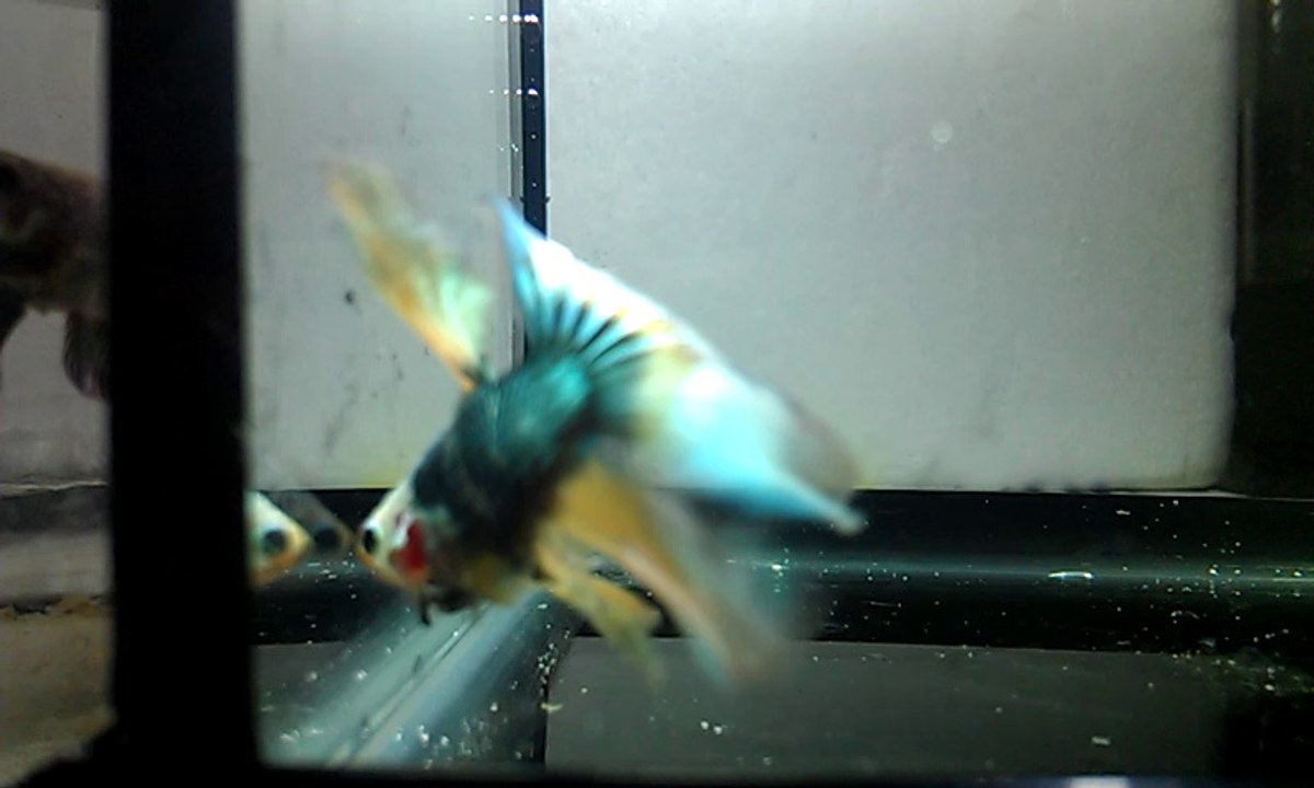betta 10
