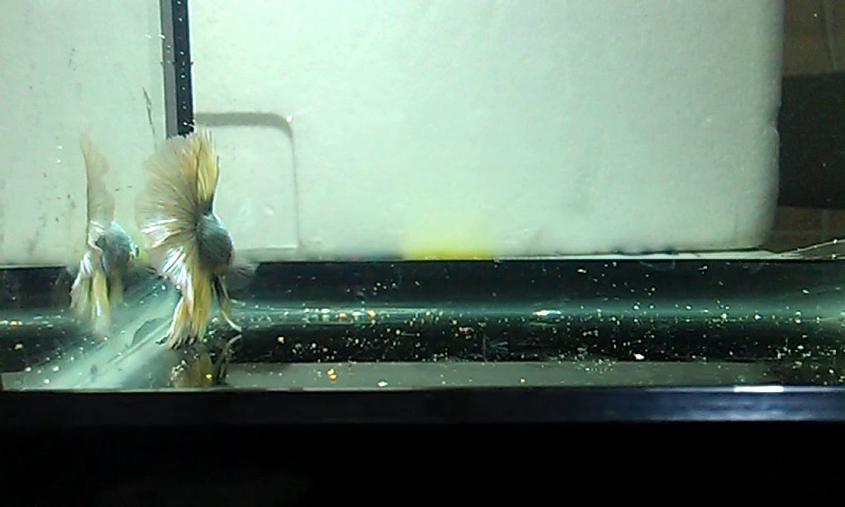 betta 11