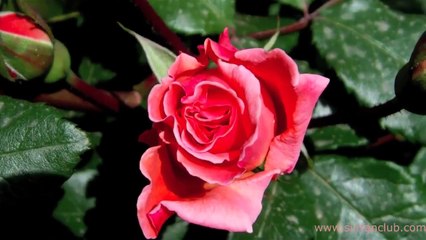 Sen Hüznün Tesellisi ❤ Ey Sevgili! ✿⊱╮HD