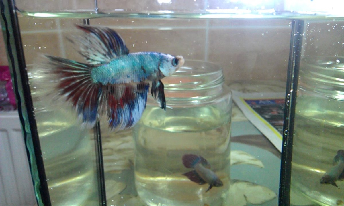 betta 12