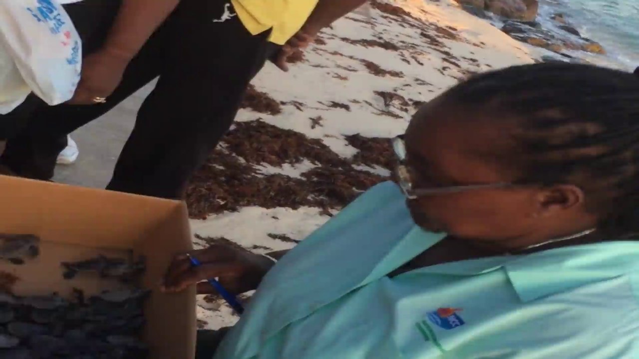 Babby sea turtle hatchlings saved from the night
