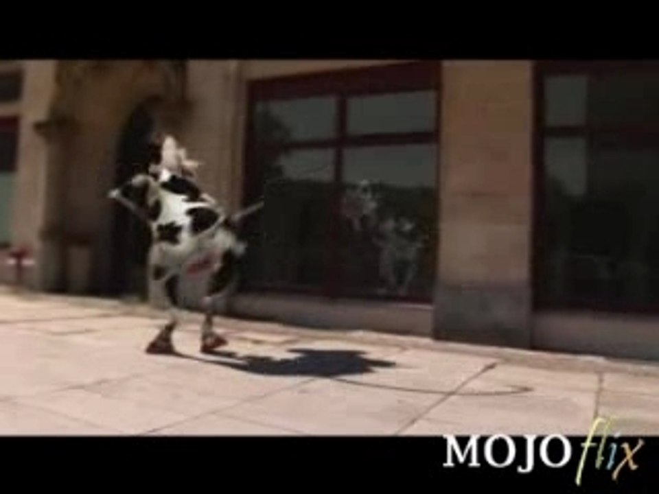 crazy cow