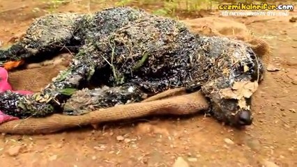 Bir Köpeğin Kurtulma Hikayesi