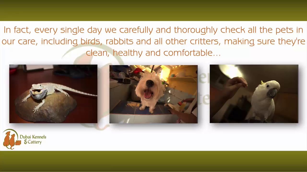 Groom Your Pet To Show Your Love For Them