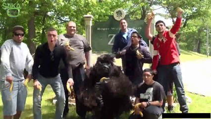 Ormanda Yapılan Komik Goril Şakası