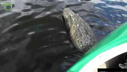 Uzaktan Kumandalı Timsah Şakası