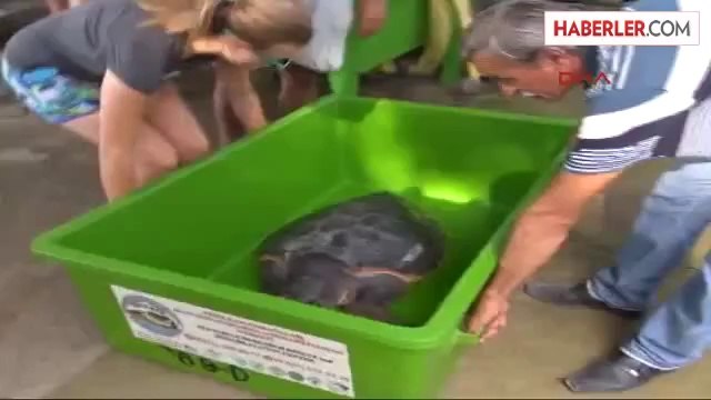 Ortaca Ege ve Akdeniz Kıyılarına Caretta Carettalara Özel Taşıma Tankı