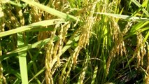Beauty in a Japanese Rice Field!