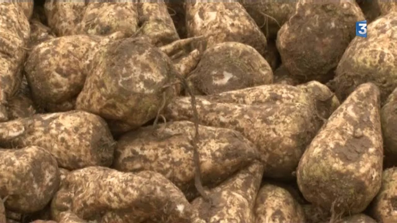 Récolte de la betterave dans le pays de Caux