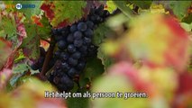 Groningse Druivenplukkers in Frankrijk - Deel 3 - RTV Noord