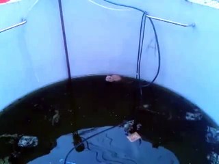 Attention, chat méchant