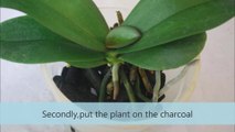 Phalaenopsis potting