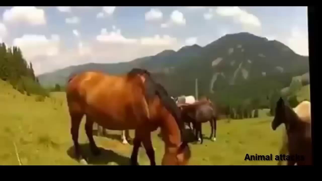 Animal Attacks Compilation 2014 HD