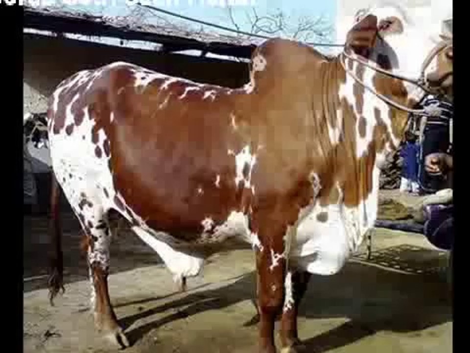 AMIR DILPASAND 2014 FULL collection VIP SACRIFICIAL ANIMALS 2014   PakAffair.com