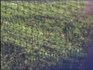 [ Desport ]Lancer du marteau nicolas fig