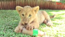 Baby Animals_ Baby Lion, Baby Tiger & Baby Hyena Cub Animal Cuteness!