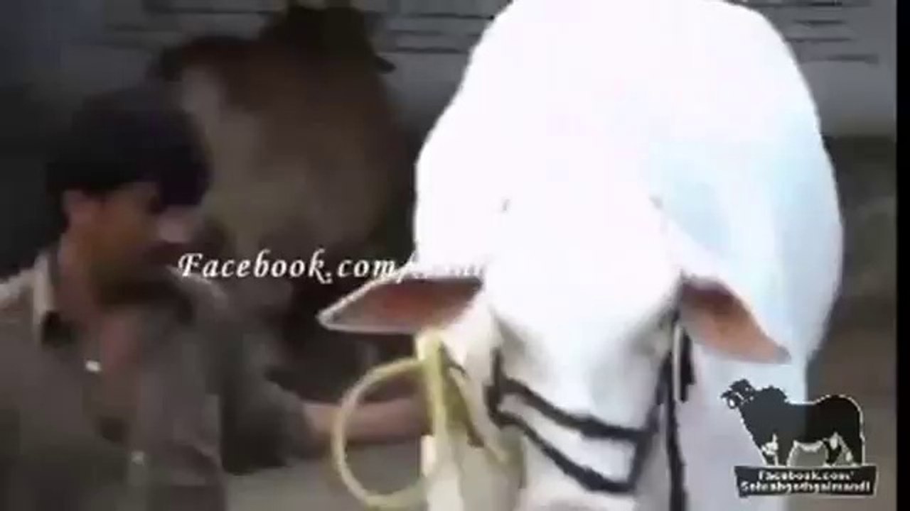 Sohrab Goth Gai Maweshi Mandi Must Watch Amazing Video 2014 By PakAffair.com