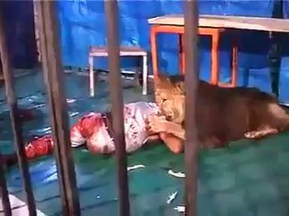 Lion Attack The Man Then Officer shoot the lion
