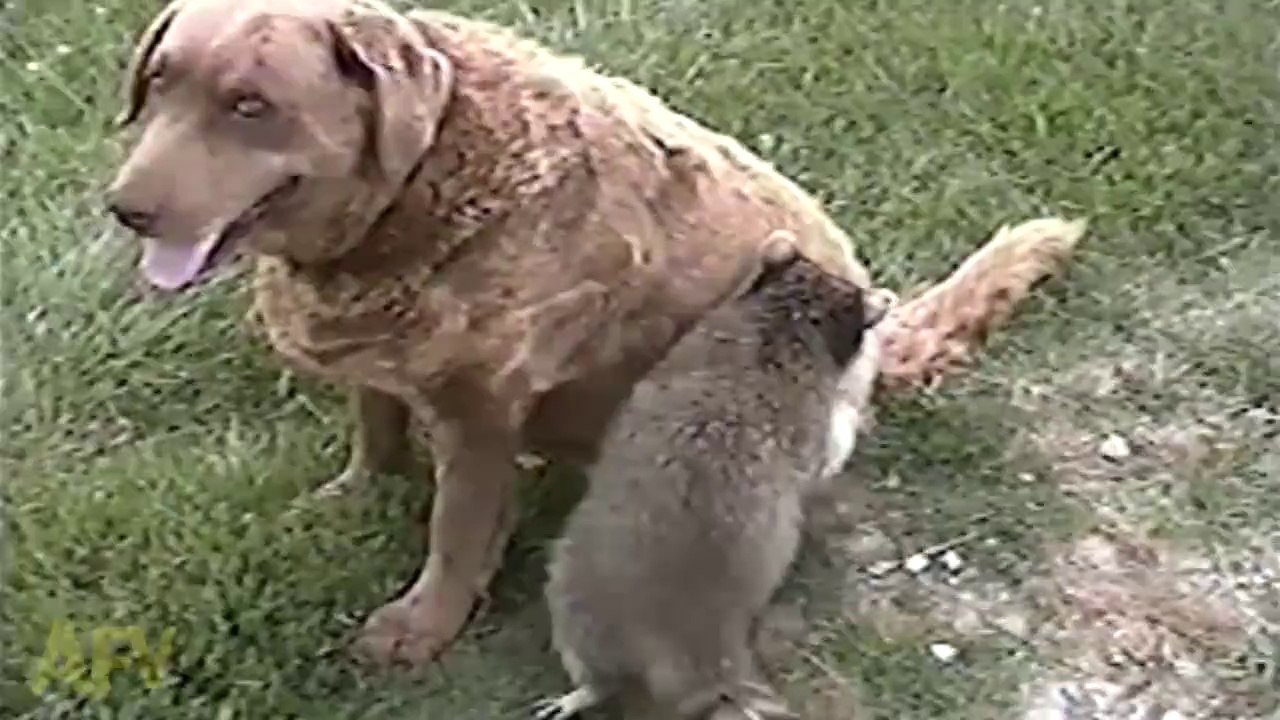 This orphaned raccoon sure did quickly adapt to his new adoptive family!