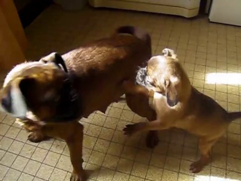 JOHNNY DU DOMAINE DES COTIERES PETIT BRABANCON