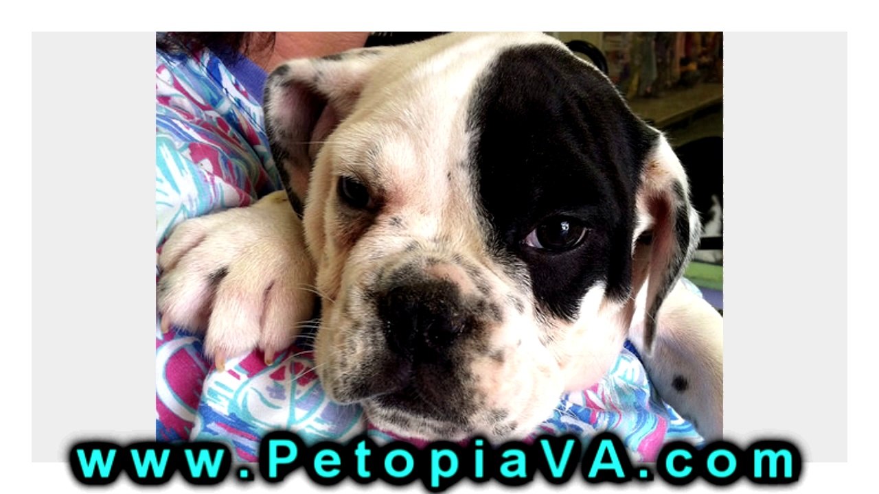 Dogs For Sale Martinsville VA | Petopia | 866.738.7972