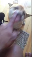 Aiko le chien Shiba clame son innocence