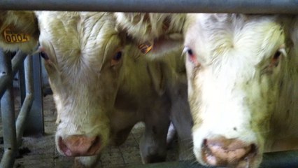 La foire aux culards d'automne 2014