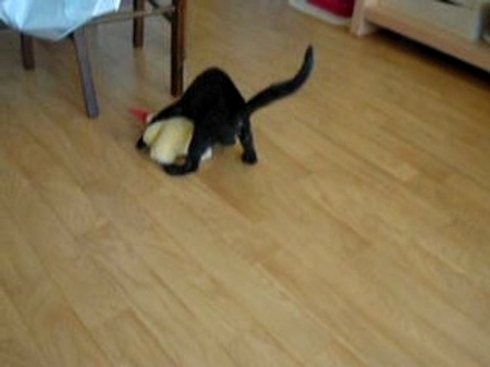 Chasse au nounours