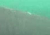 Close-Up View of Basking Shark Off Irish Coast