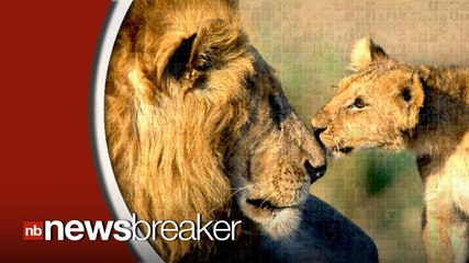 World's Wildlife Population Down by Half From 40 Years Ago