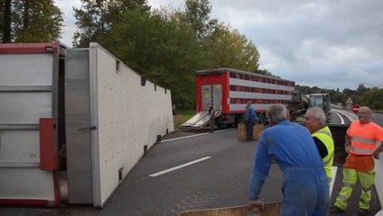 Daoulas. Accident de bétaillère sur la RN 165