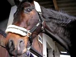 Monsieur Galop de Brejoux HN* !!!!!