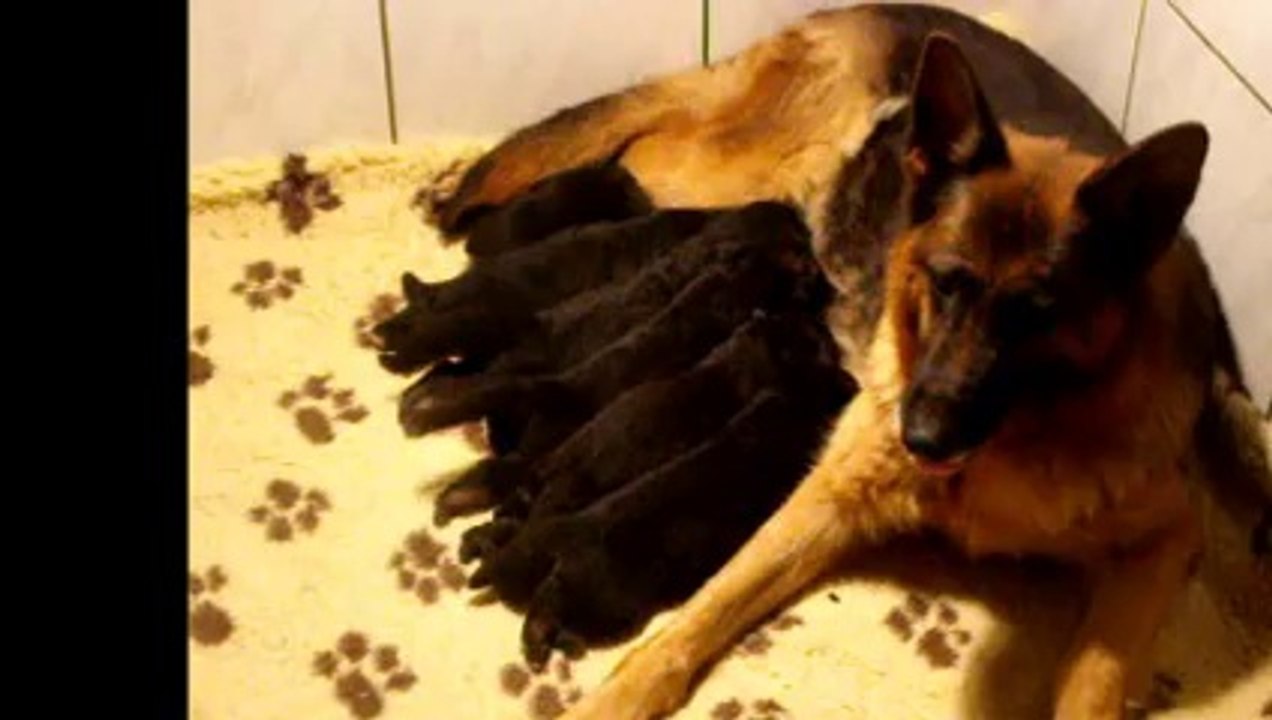 Chiots de Fanta et Digger