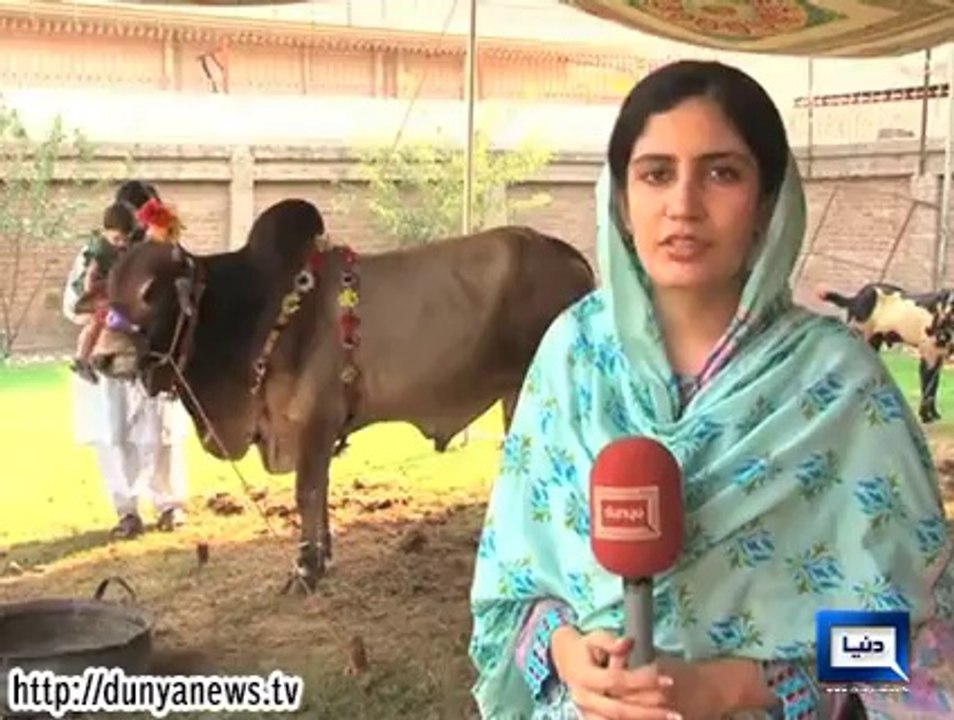 Dunya News-Karachi: Jewelry shops set up to decorate sacrificial animals