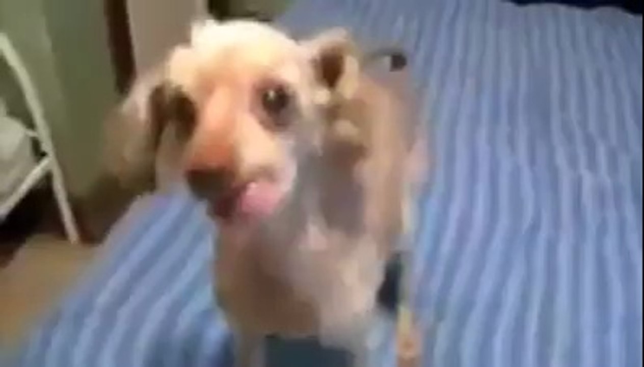 Cachorro loko