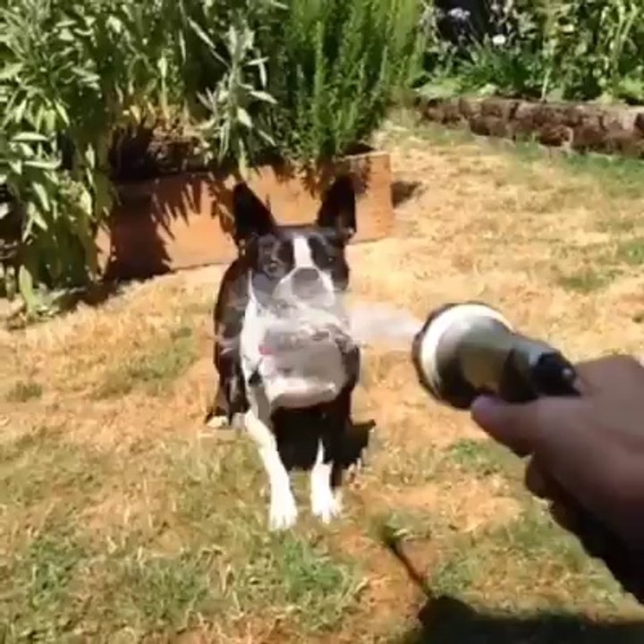 Cachorro com sede