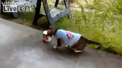 Geri Geri Düşen Kedi