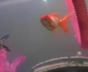 Goldfish IQ Things that make you go hmmm Funny Pranks and Funny Animals Clips 2014