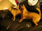 ROCKY THE MOTION PICTURE   THE CHIHUAHUA Funny Pranks and Funny Animals Clips 2014