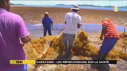 Sargasses : les risques pour la santé?