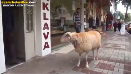 Kesilmemek İçin Sahibiyle Kanka Olan Koç