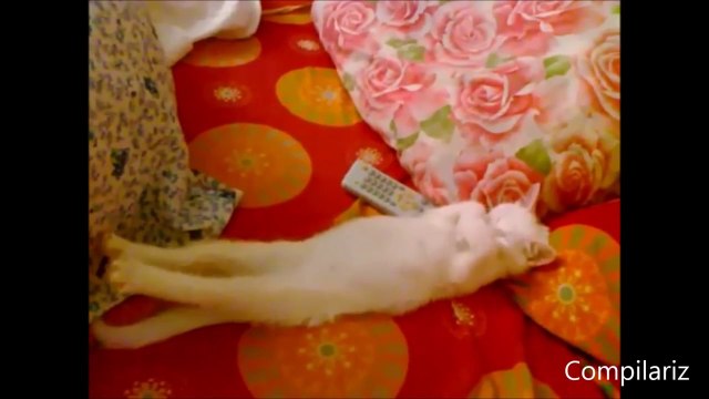 Animals Behaving Like Humans Compilation