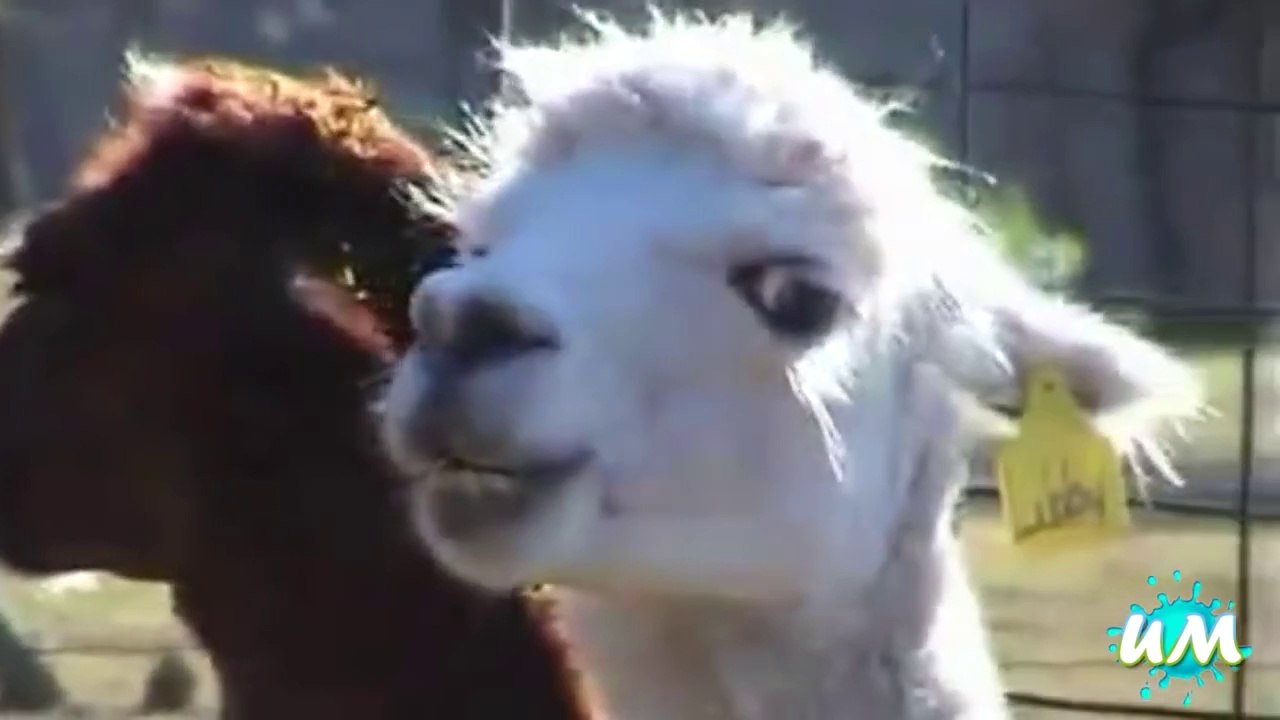 Animals vs People - Fail Compilation Uniformedia