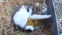 Cats Adopting Baby Birds Compilation 2014 [NEW] - FUNNY and CUTE