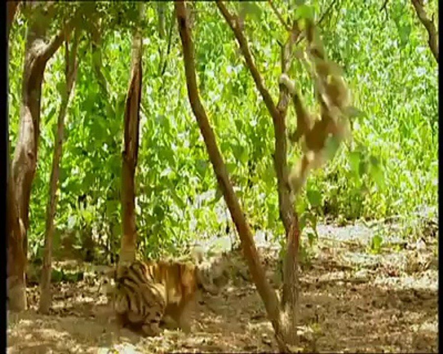 Wild Life